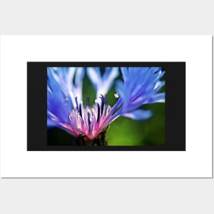 Cornflower Floral Macro Art Posters and Art